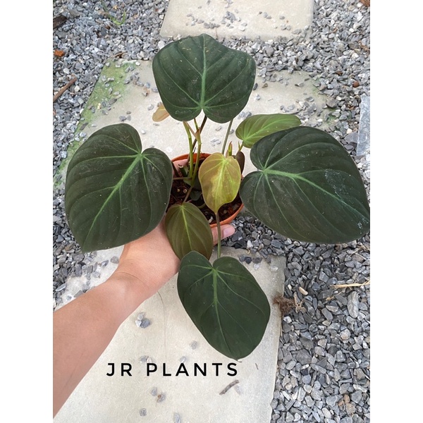 Philodendron Micans | Big Leaves | Shopee Malaysia