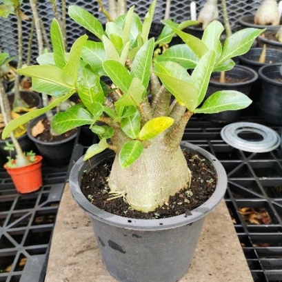 (Live Plant) Adenium Gotji Hybrid / Pokok Adenium Gotji Hybrid Natural ...