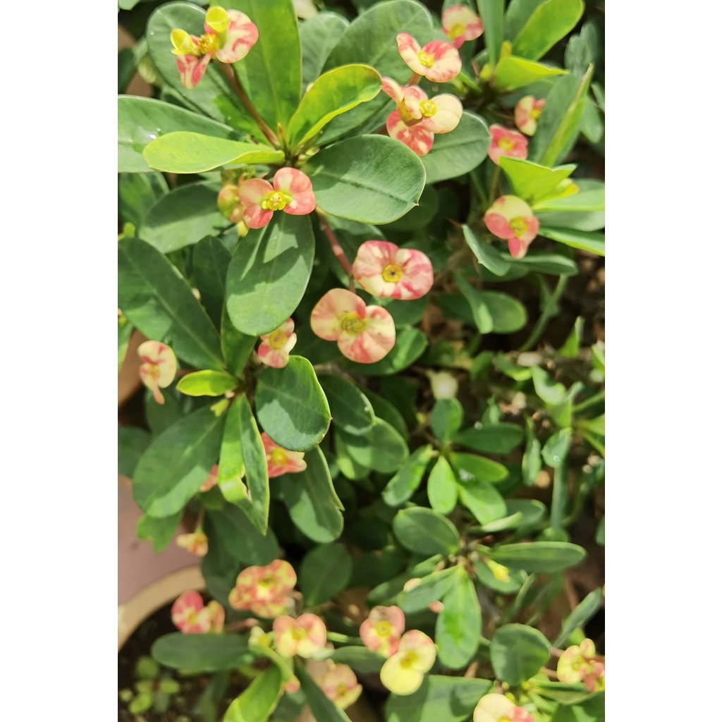 Euphorbia Milli LIVE plant / Mahkota Duri pokok HIDUP - Crown of Thorns ...