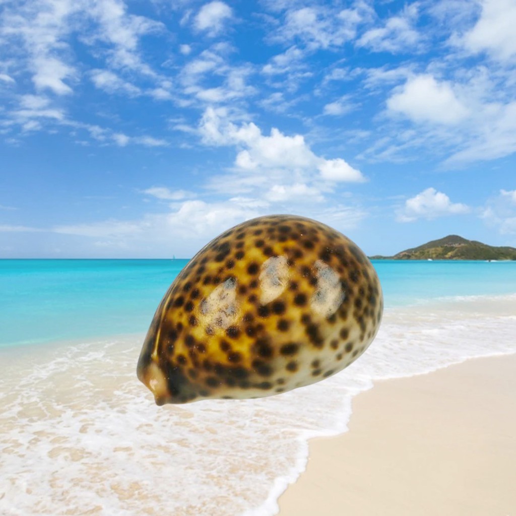 [Ready Stock] 5-6CM Natural Tiger Cowrie Rare Real Sea Shell Seashell ...