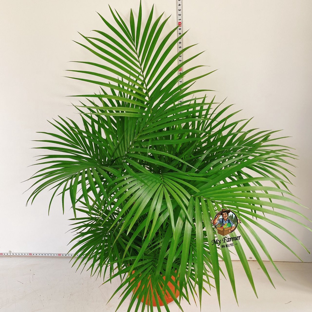 🌿Jawa Palm🌿Indoor Plant 🌴Ready Stock 🚚🚚 palm | Shopee Malaysia
