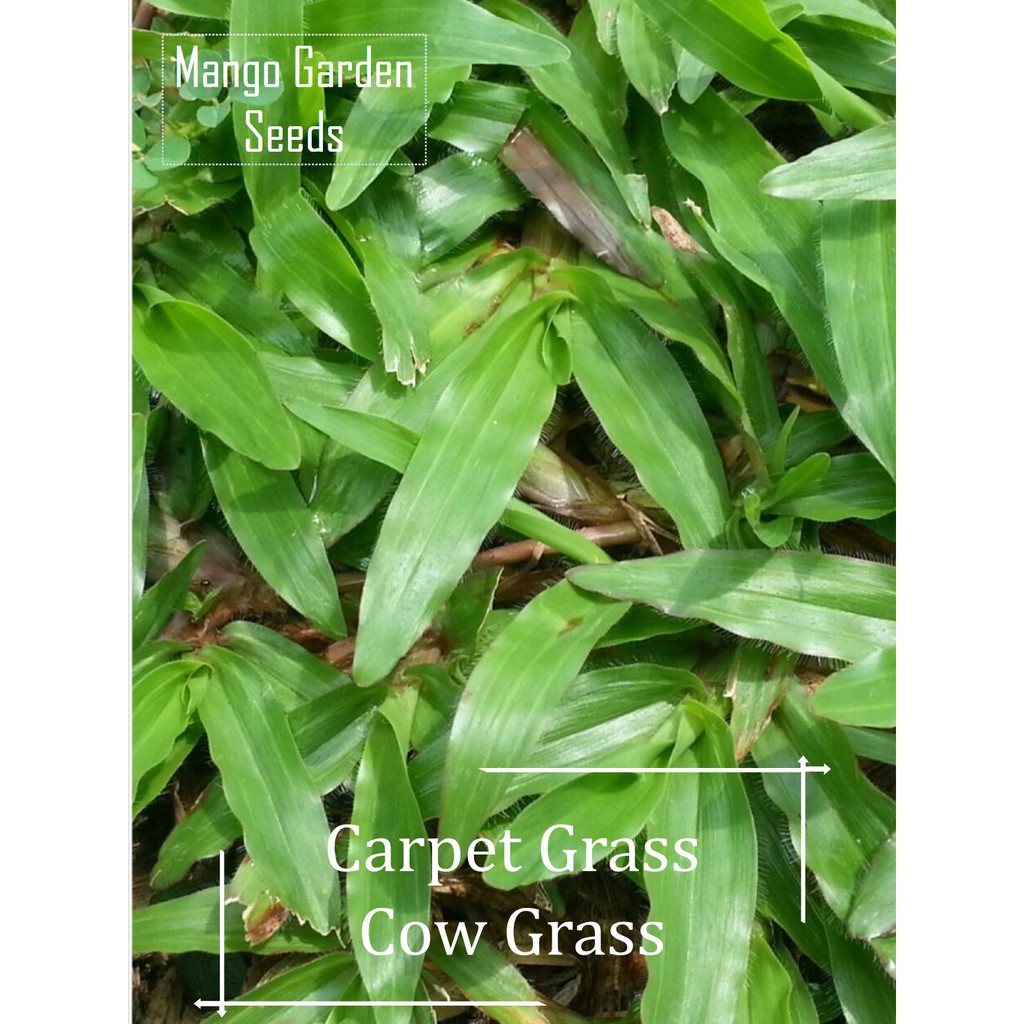 Cow Grass Seeds 2500 Seed Benih Rumput Seeds, 天天都那么绿 Mango Garden