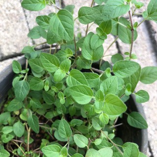 ANOR - Origanum vulgare plant/ Anak pokok Greek Oregano | Shopee Malaysia