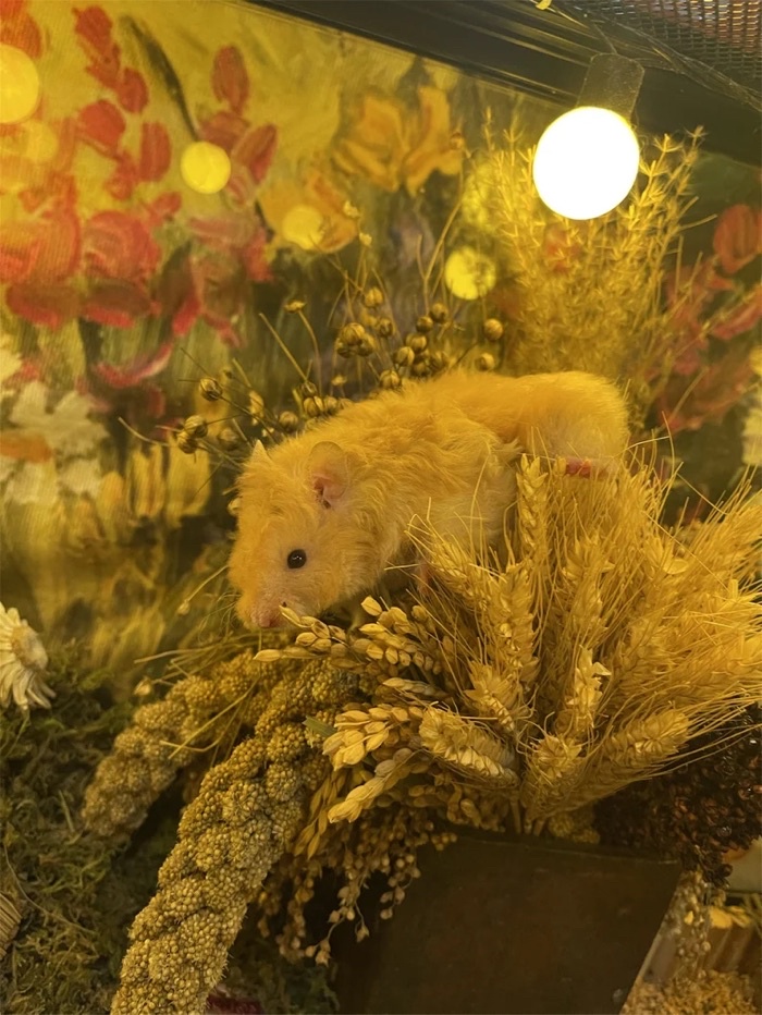 Photo inspiration: Gallery Detail: Hamster Sprays Hamster Cage Decoration Golden Millet Sprays For Small