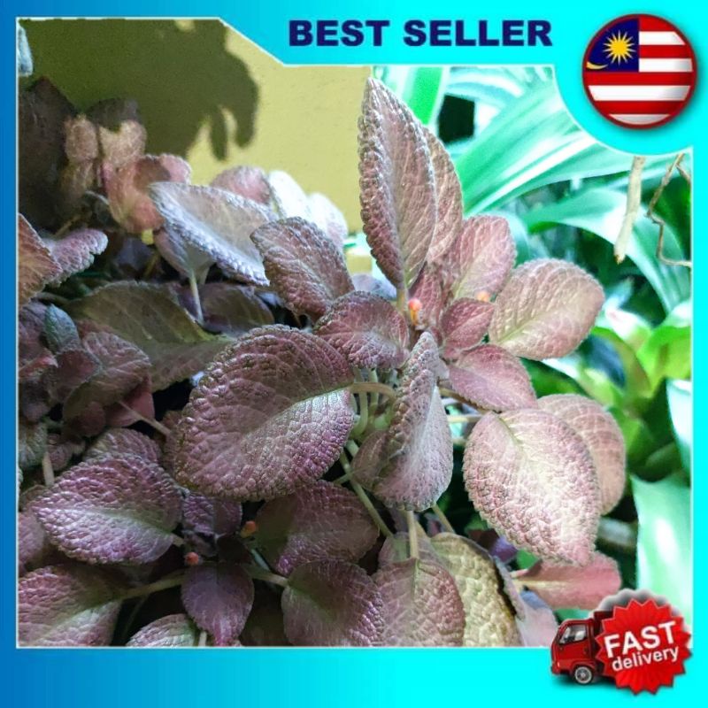 POKOK EPISCIA CUPREATA/DAUN BALDU/POKOK SARJAN HASSAN | Shopee Malaysia