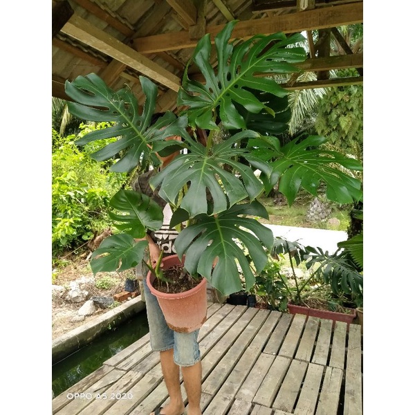 buy monstera online Buy Monstera Deliciosa  Swiss Cheese Plant Online
