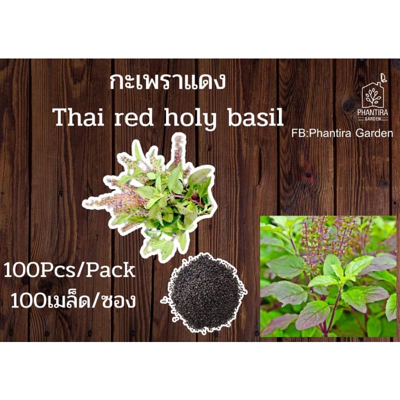 80pcs Thai red basil kapao seeds Shopee Malaysia