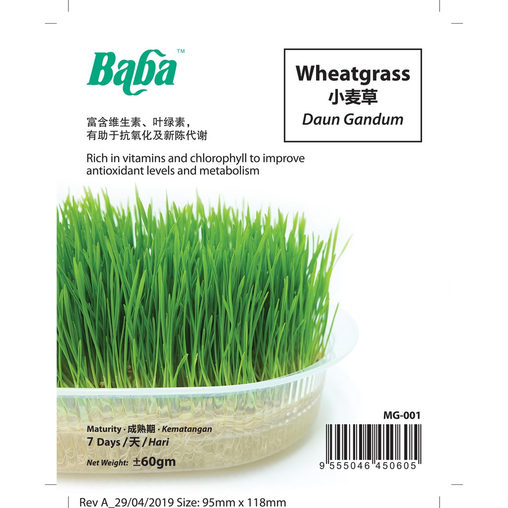 Baba Wheatgrass Seed 60gm+- /pack - MG-001小麦草 | Shopee Malaysia