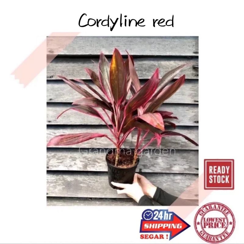 (GG real plant) cordyline red ^ pokok hidup hiasan rumah live indoor ...