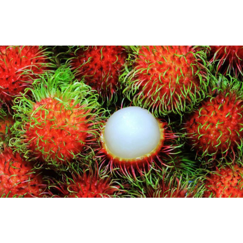 Rambutan satu biji seringgit/Rambutan kampong | Shopee Malaysia