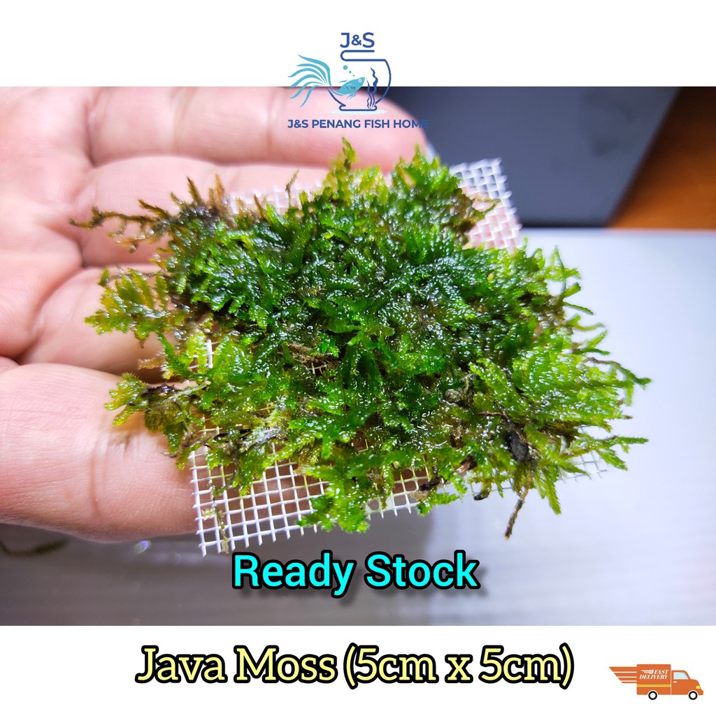 【Ready Stock】Vesicularia dubyana/Java Moss On 5cm x 5cm Mesh (Low Tech