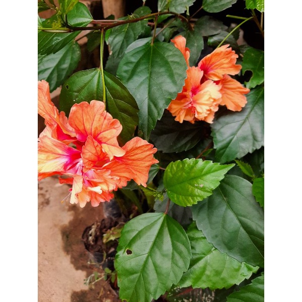 LIVE PLANT Bunga raya peach (polibag) | Shopee Malaysia
