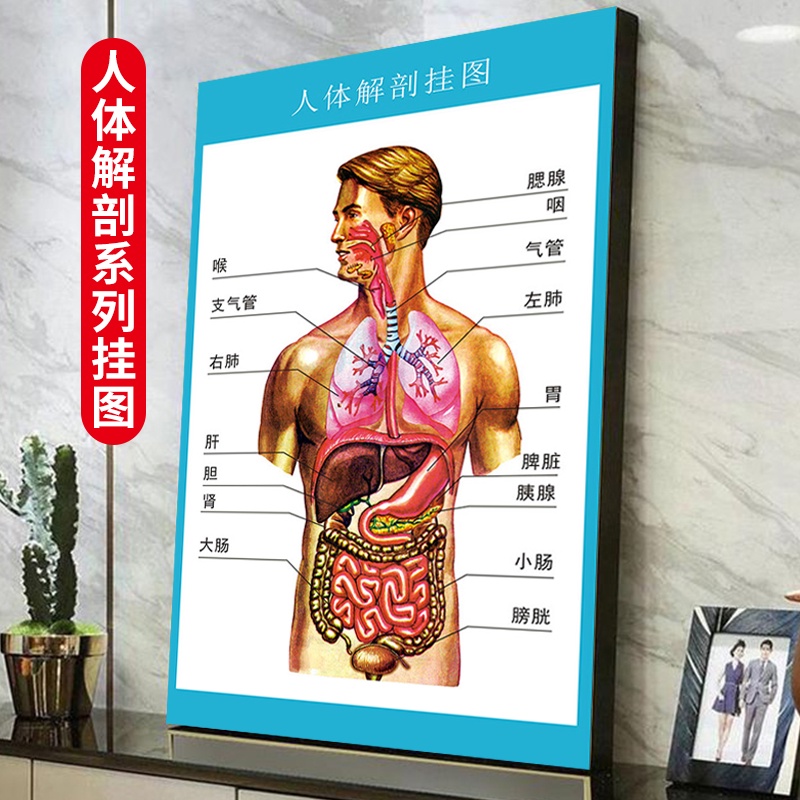Anatomy Chart Structure Diagram Color Skeletal Muscle Organ Blood ...