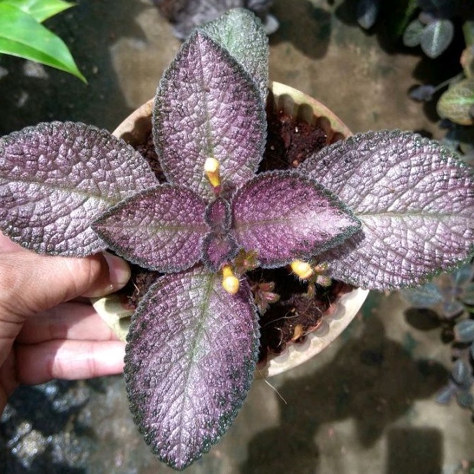 Episcia Jim Velvet Star (Gesneriascea) | Shopee Malaysia