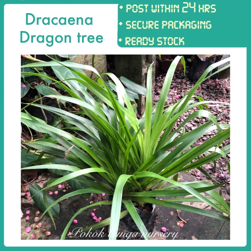 PBN - dracaena dragon tree - pokok bunga nursery live houseplant garden ...