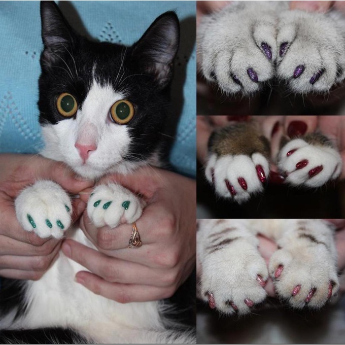 Kitten nail covers sale