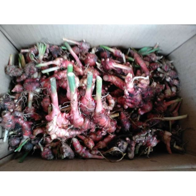 1 Kg RIZOM / UBI HALIA BARA SEGAR 1kg | Shopee Malaysia