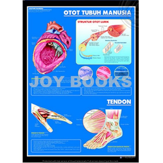 Muscle Anatomy POSTER And Human Body TENDON / Health POSTER / Medicine ...