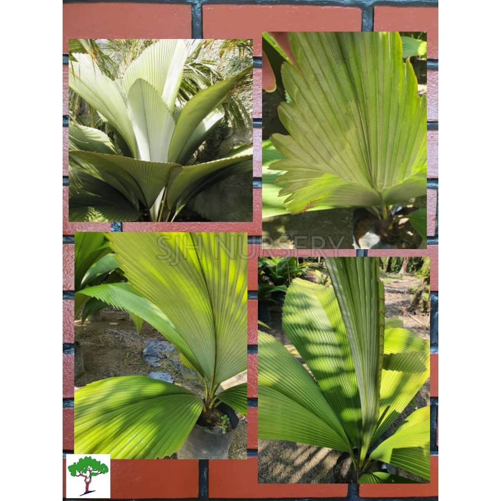 SJH - Silver Joey palm / Johannesteijsmannia Magnifica [Real Plant/Live  Plant/Palm Hidup] | Shopee Malaysia