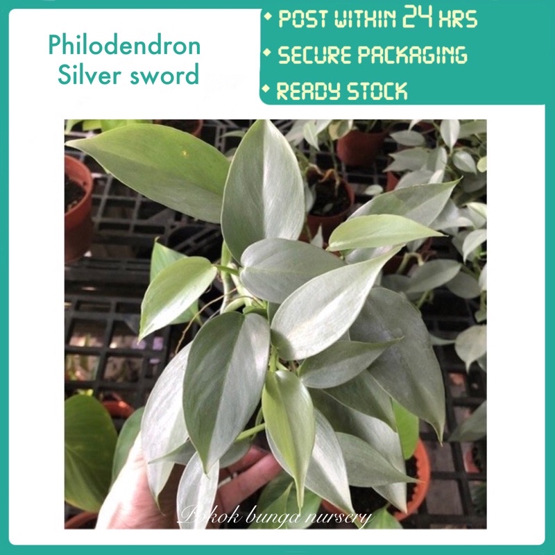 PBN - philodendron silver sword - pokok bunga nursery dalaman indoor ...