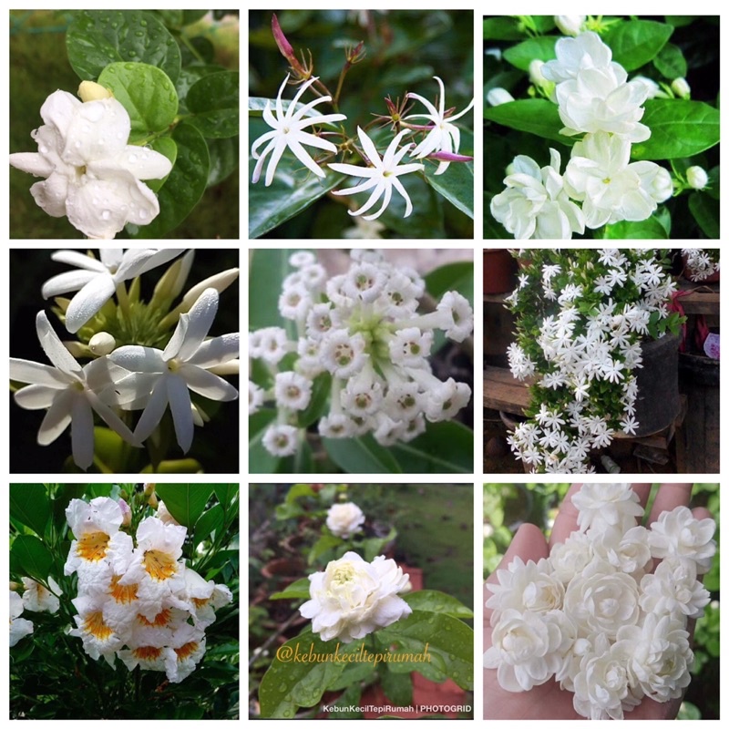 Pokok melur/jasmine wangi pelbagai jenis - melur ros @ grand duke of ...