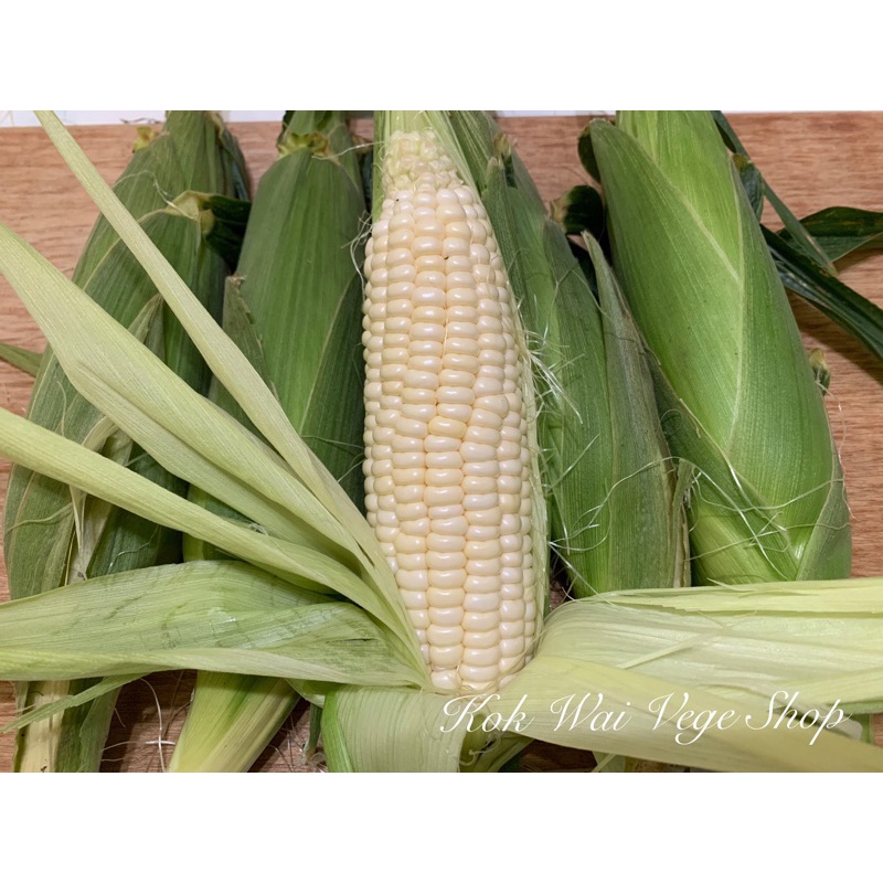 Grade B Cameron Highlands White Sweet Corn (Gred B Jagung Susu Cameron ...