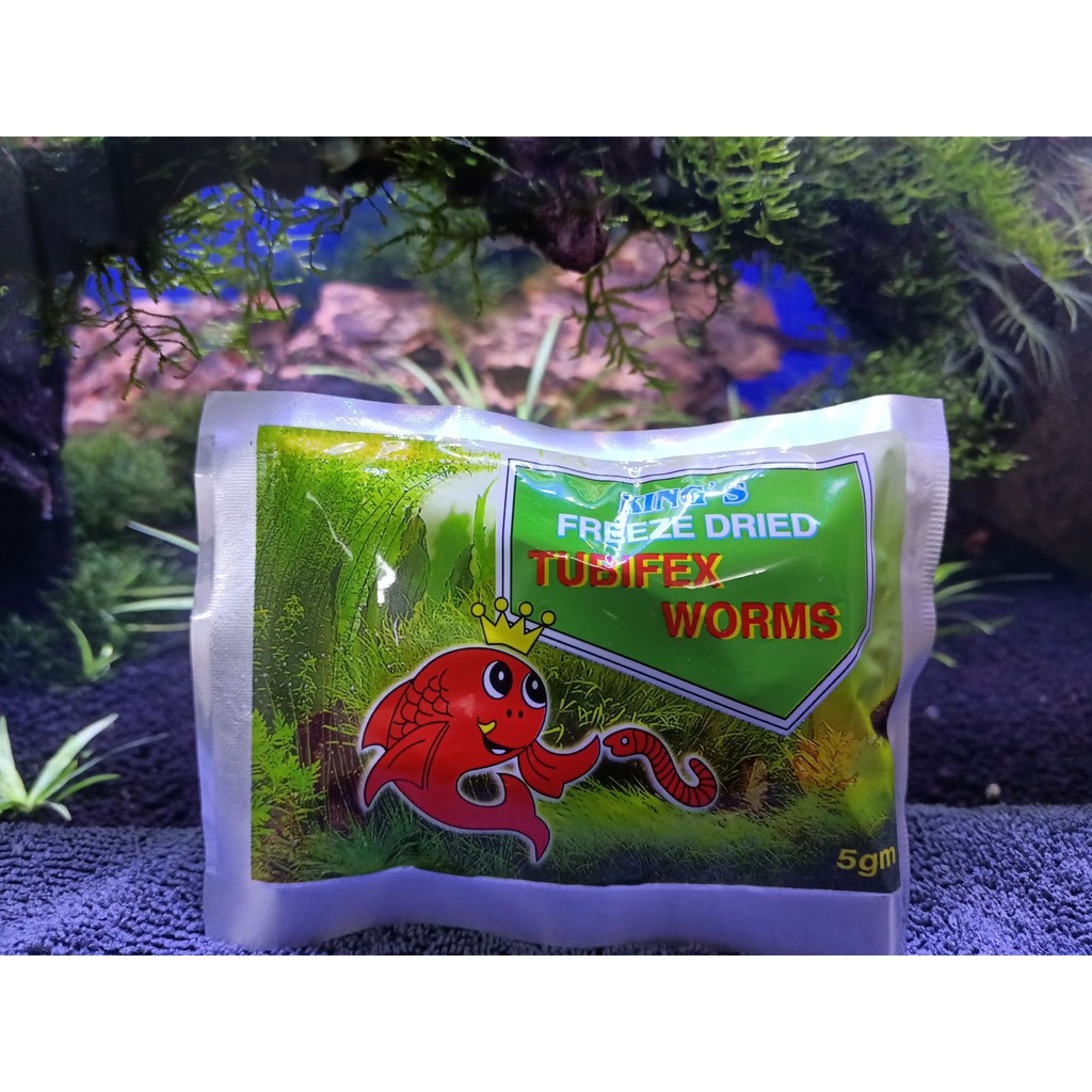 Tubifex worms clearance in aquarium