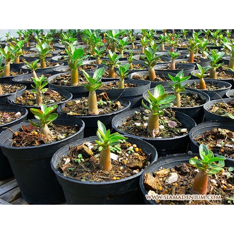 baby adenium plant ANAK POKOK ADENIUM tanam dalam pasu | Shopee Malaysia