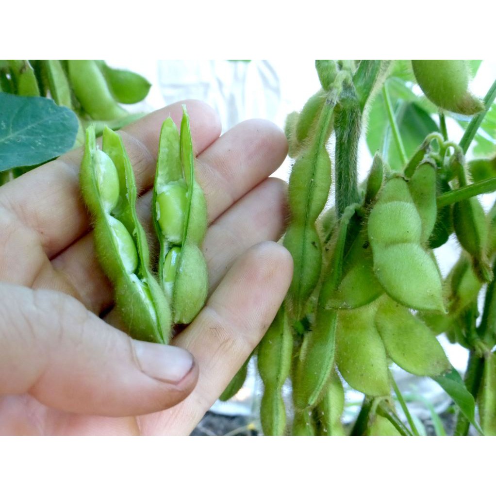 JAPANESE EDAMAME 10 SEED( non GMO) Shopee Malaysia