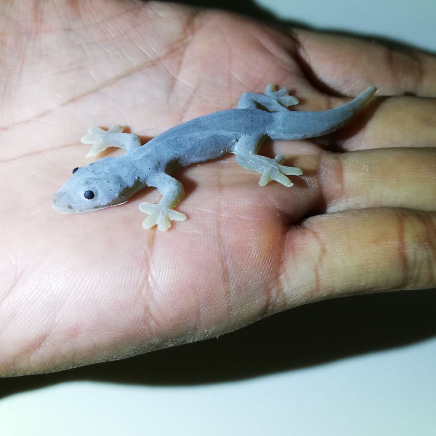 Realistic Fake Lizards Toy Cat Lure Shopee Malaysia