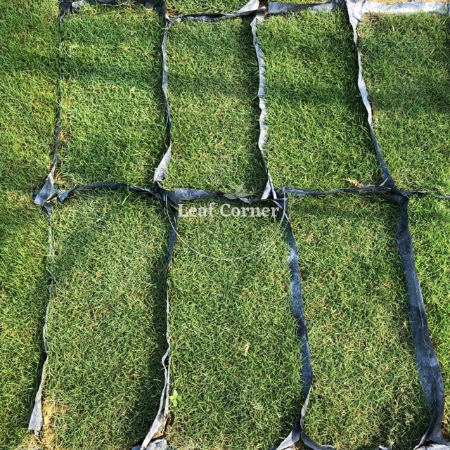 Real Live Grass Philippine Grass Japan Grass Pearl Grass Cow Grass
