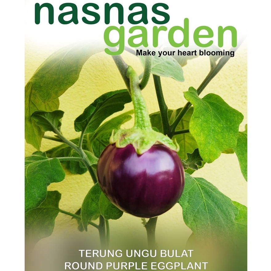 Biji Benih Terung Ungu Bulat 25pcs Round Purple Eggplant Seeds Brinjal