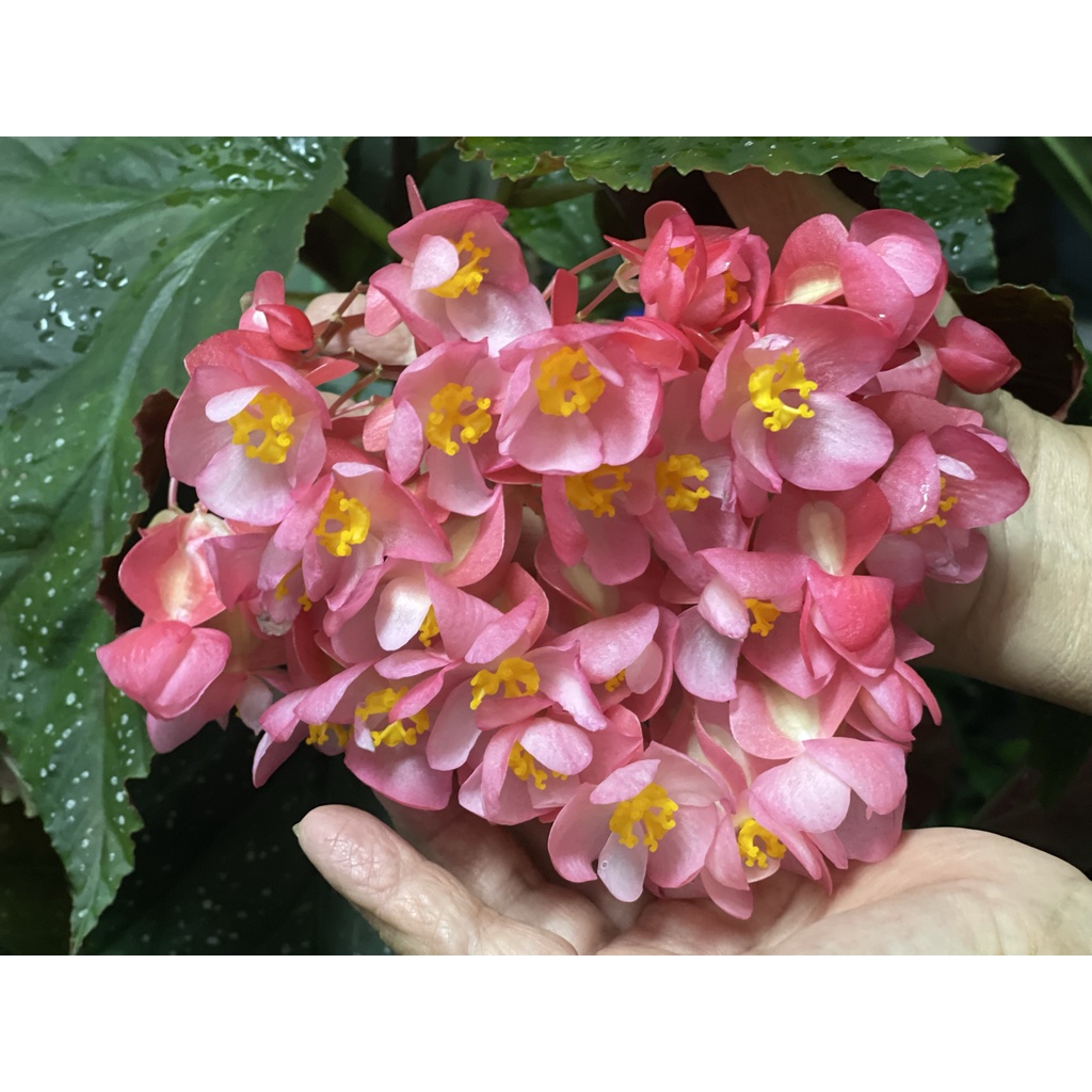 🌱Begonia🌱Live plants🌱海棠叶🌱Tamaya🌱Lucerna🌱Burning Bush🌱Torch🌱Maculata ...