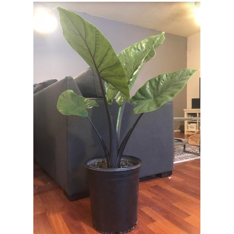 Alocasia Macrorrhiza ‘Black / Red Stem’ aka Black Alocasia Zebrina