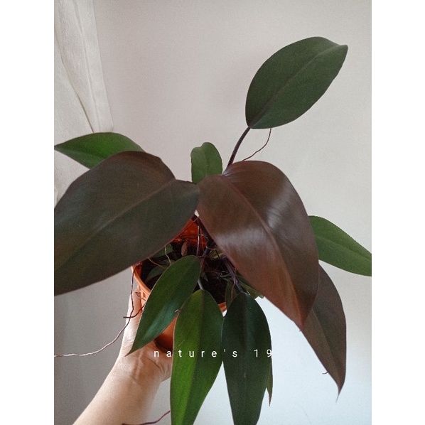 Philodendron ruby /royal queen real live plant indoor plant | Shopee  Malaysia