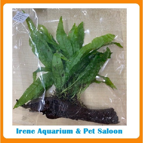 Irene aquarium on sale & pet saloon