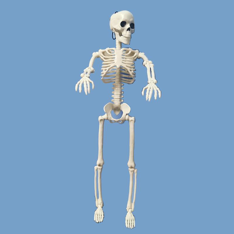 Active Human Skeleton Model Anatomy Medicine Learning Model Halloween ...