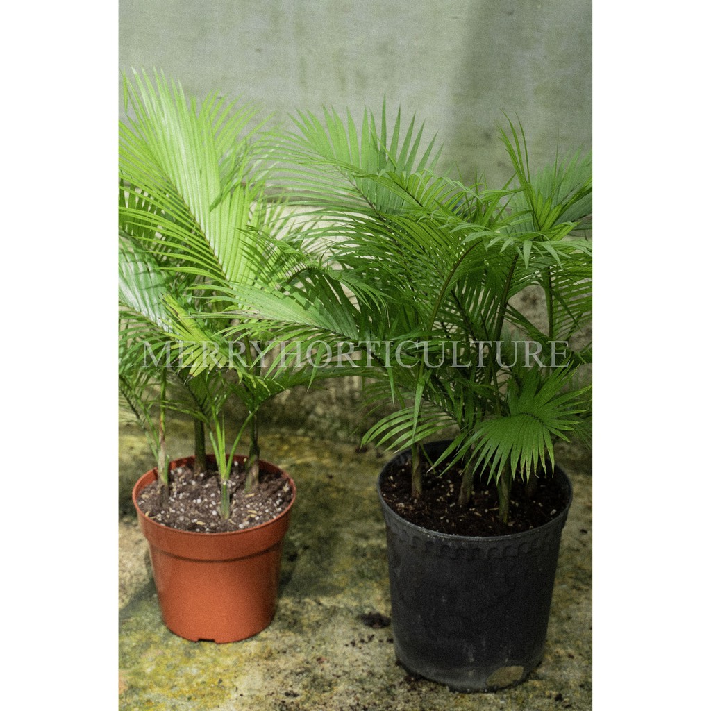 Rhopaloblaste singaporensis/Palm 新加坡棒椰 - Real Plant | Shopee Malaysia