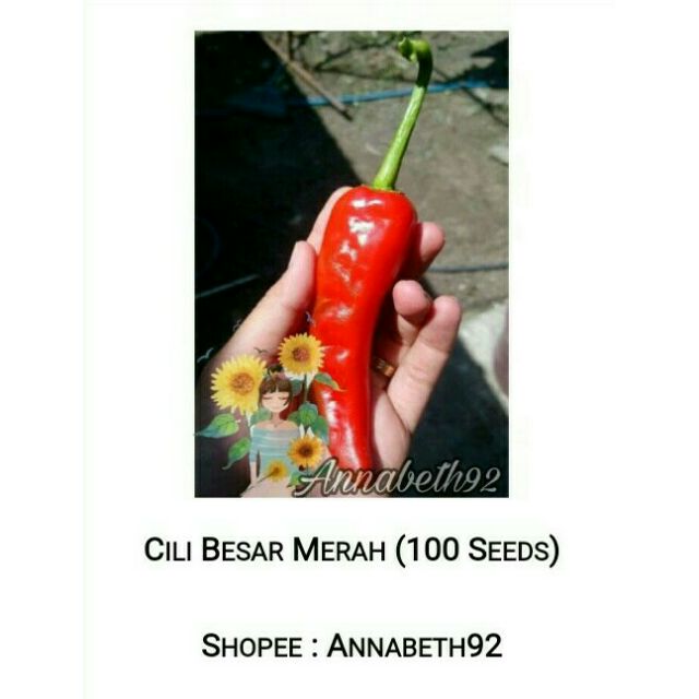 Biji Benih Cili Merah Besar Ready Stock Shopee Malaysia