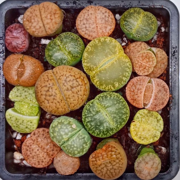 Assorted Lithops (Pick Your Favourite) Limited Stock | Shopee Malaysia
