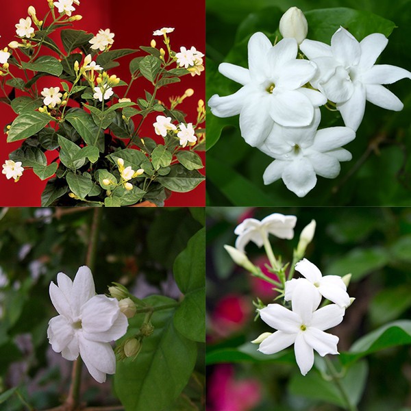 REAL LIVE PLANT JASMINUM SAMBAC JASMINE FLOWER 茉莉花 WITH POLYBAG COMMON ...