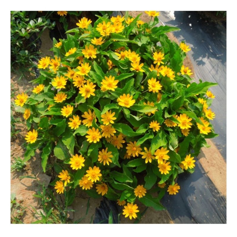 Benih Bunga Butter Daisy 30pcs/Medallion Flower/黄帝菊花籽 Shopee Malaysia