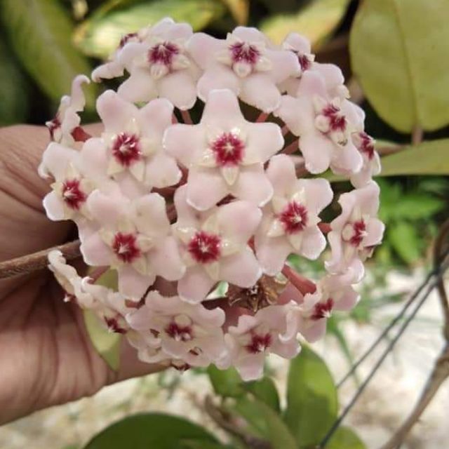 Hoya(pokok jenis menjalar) | Shopee Malaysia