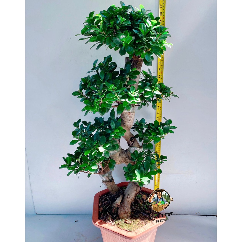 READY STOCK🌿Ficus Bonsai🌿榕树🌿S Shape🌿8 Shape🌿 | Shopee Malaysia