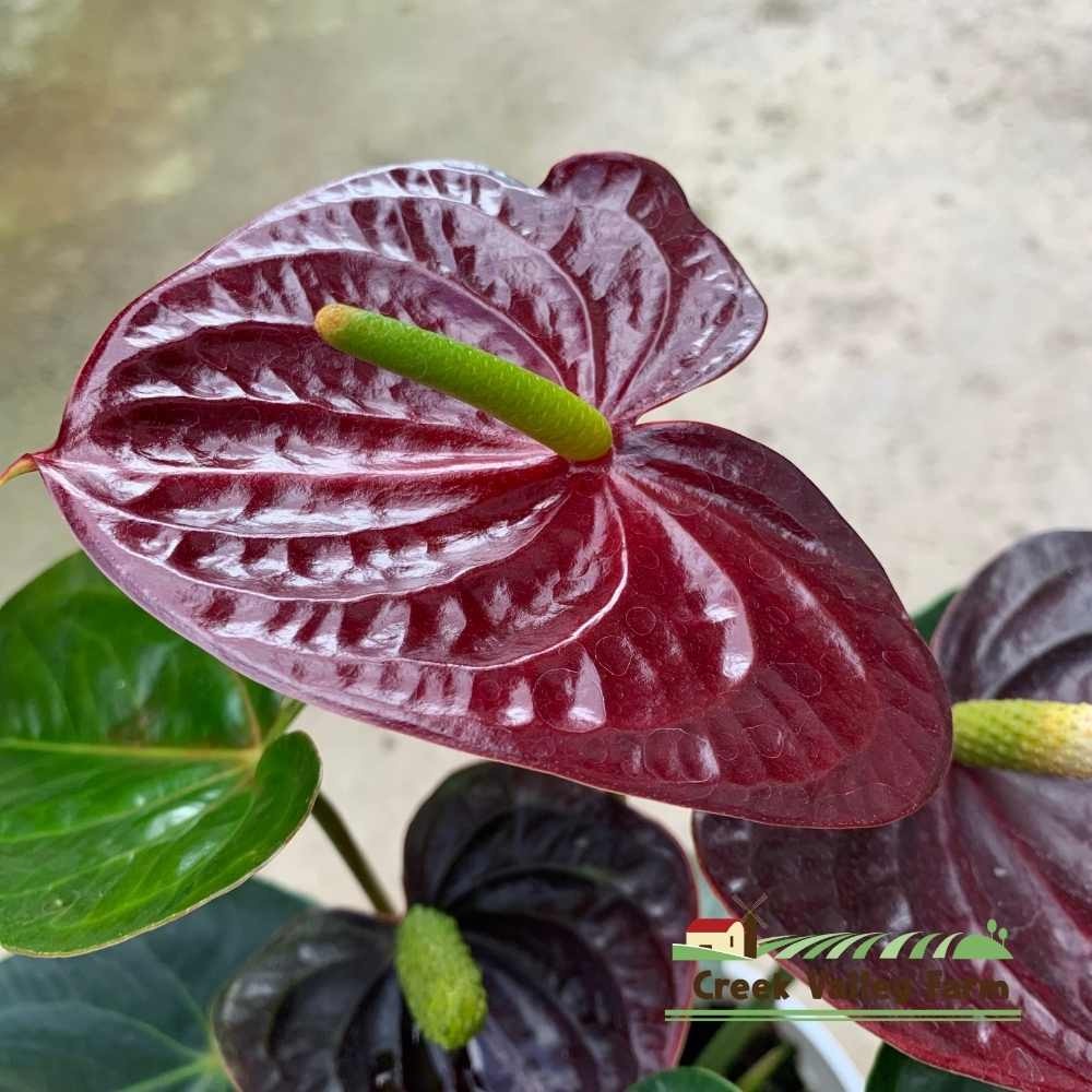 Live Plant] CVF Anthurium Aramon Netherlands  | Shopee Malaysia
