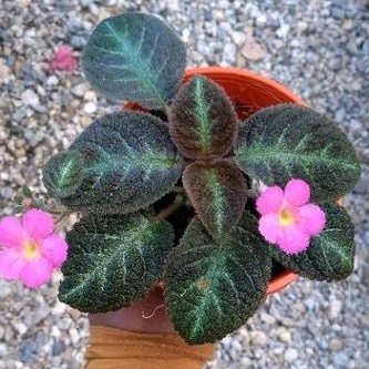 Episcia Dory's Gold Glitter (Gesneriaceae) | Shopee Malaysia