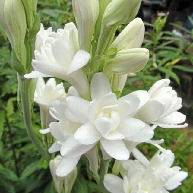 Anak Pokok Harum Sundal Malam Bunga Putih (Polianthes Tuberosa/Tuberose ...