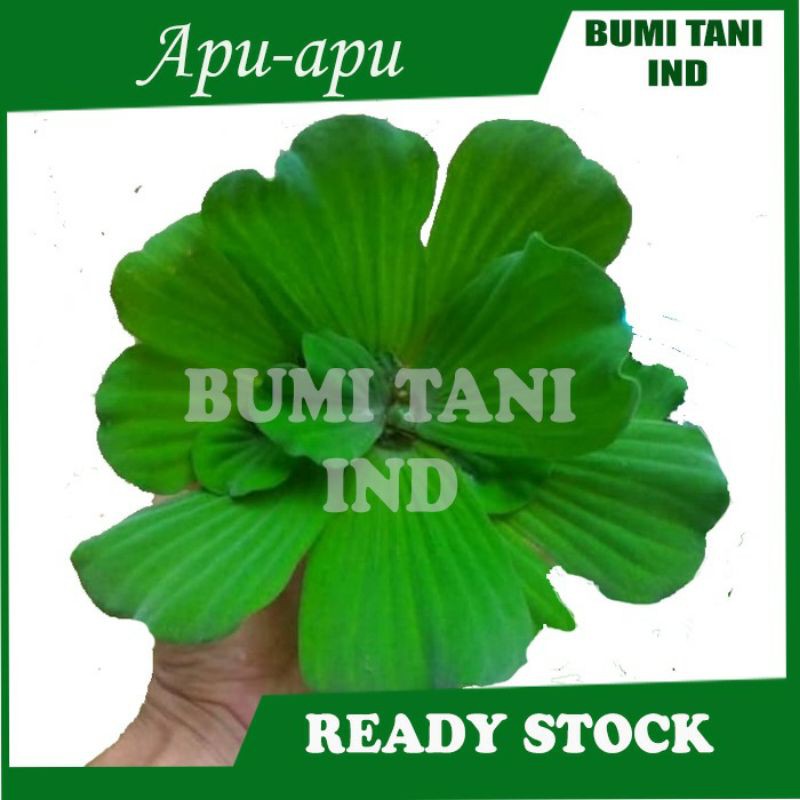 KAYU Floating Aquatic Plants Apu Apu Mini Wooden Apu - Apu Apu Kiapung ...