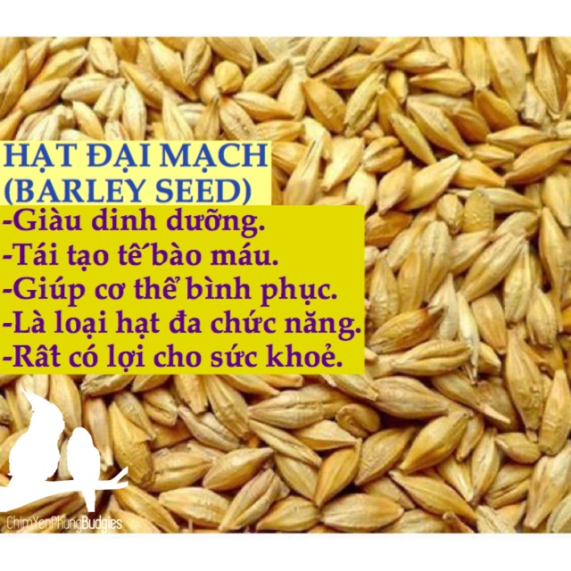 500gr Nutritious Barley / Barley Seeds For Hamsters, Ornamental