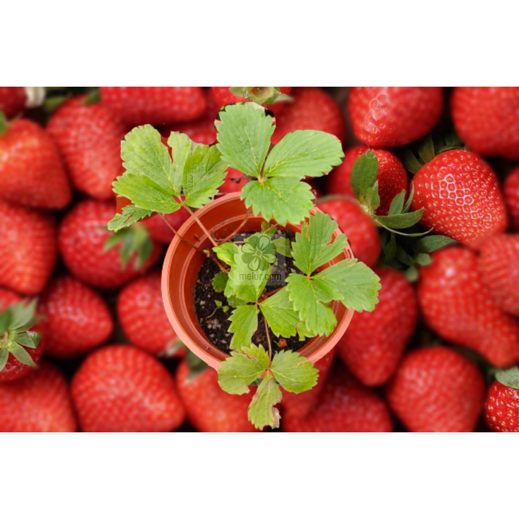 MKT - Japanese Sweet Charlie Strawberry Sapling / Lowland Strawberry ...